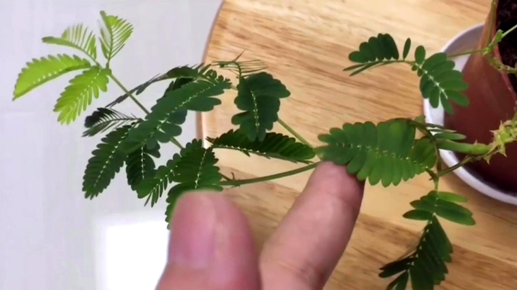 含羞草在线观看视频_含羞草在线观看视频_含羞草在线观看视频