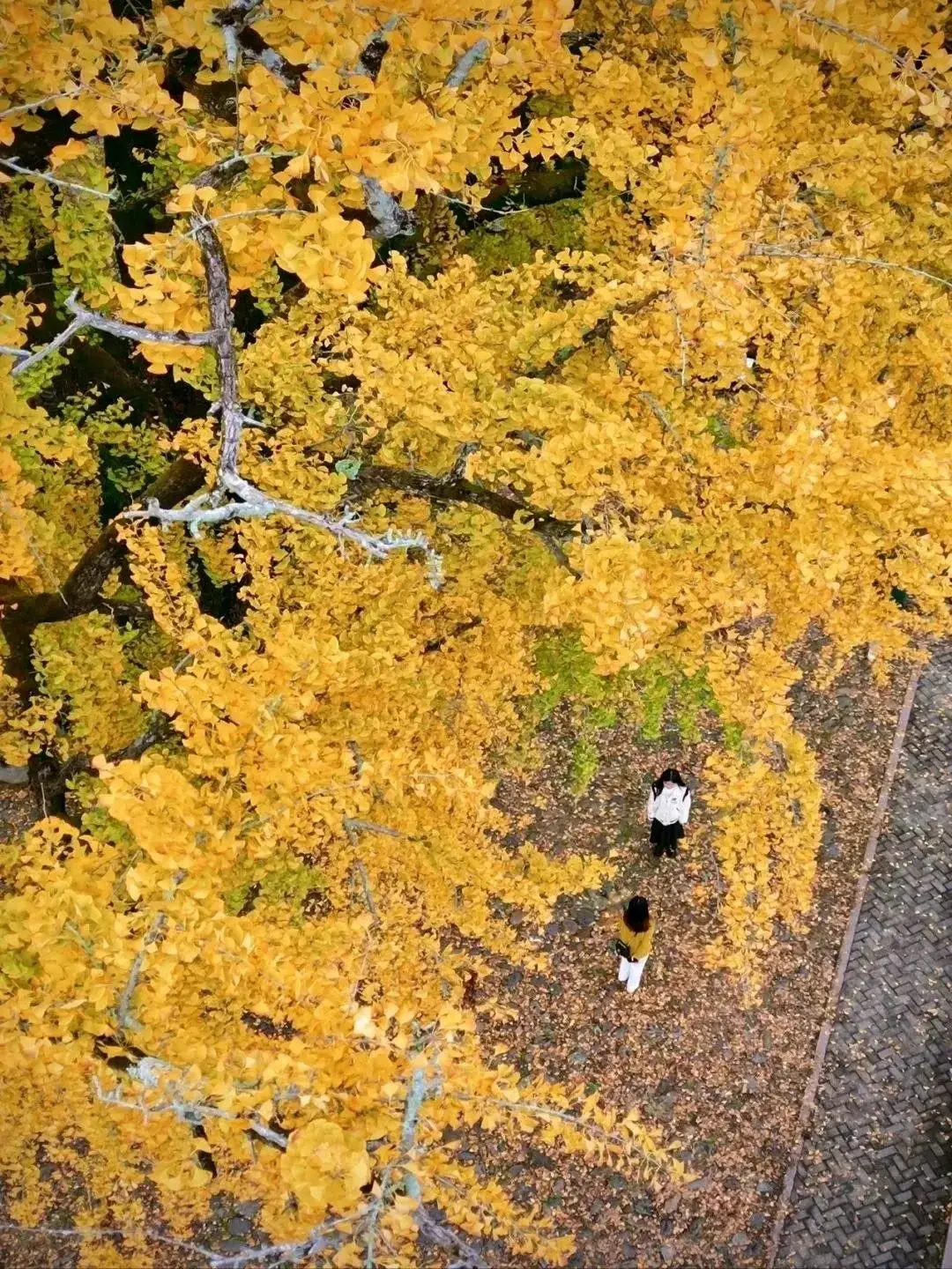 什么叫桃花猫_猫与桃花源_猫桃花源的动画片