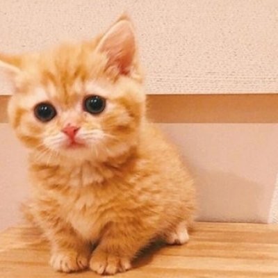 头像猫咪可爱仙气_可爱的猫咪头像_头像猫咪可爱萌
