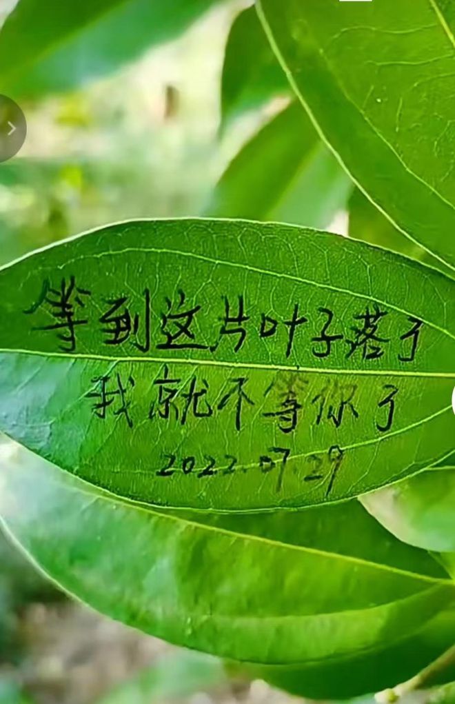 千惠_郝千惠小野妹子_千惠超市