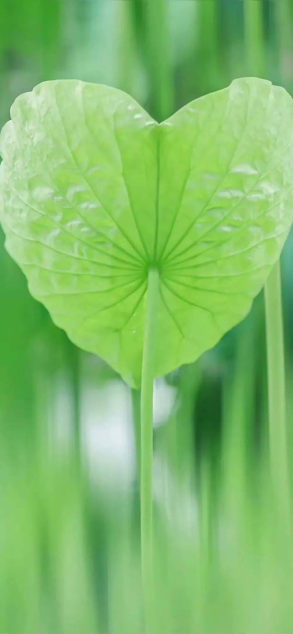 烫坏苹果玩手机游戏会怎么样_烫坏苹果玩手机游戏有影响吗_苹果手机玩游戏烫坏