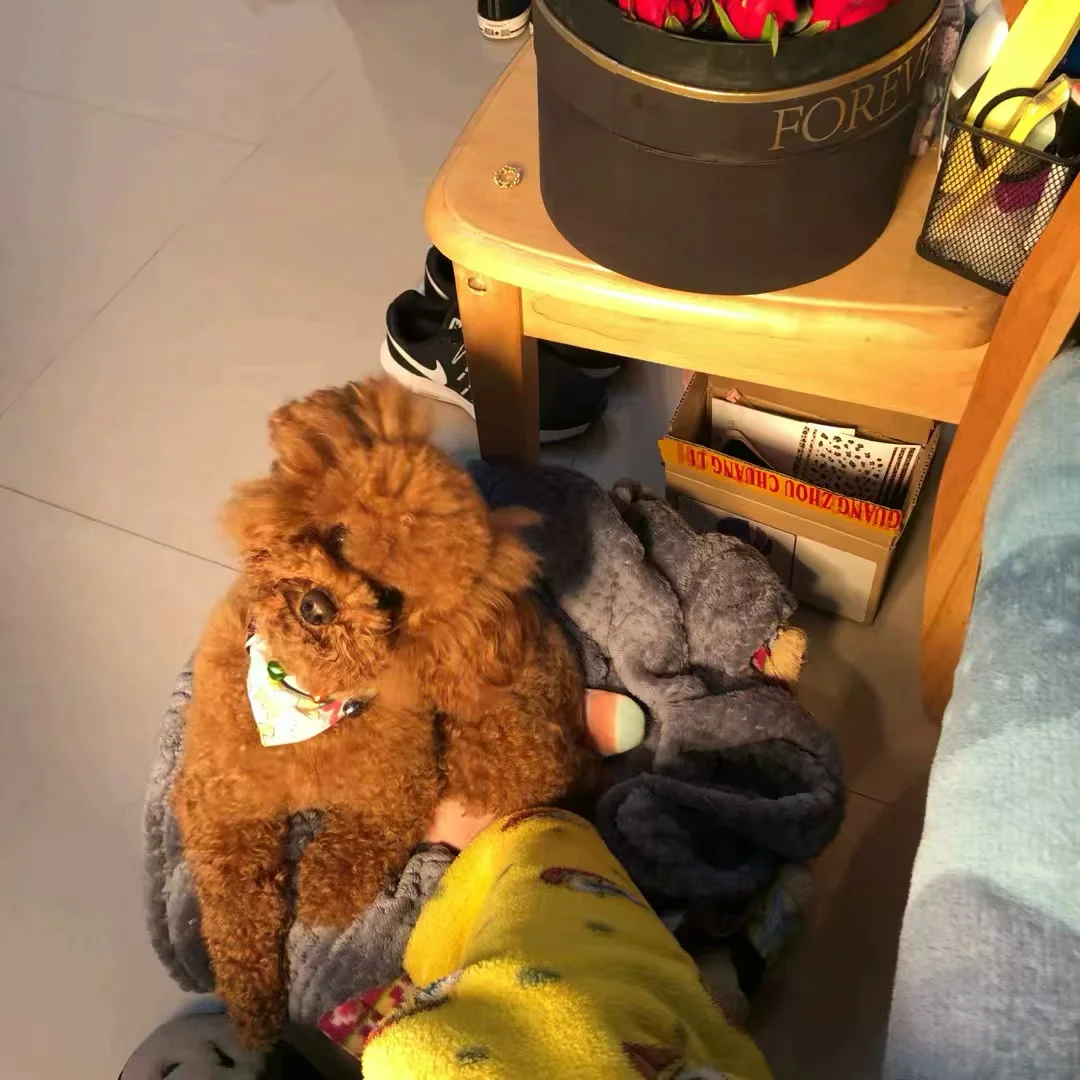 狗宝钱包骗局_小狗钱包是什么牌子_TP钱包买宝贝狗