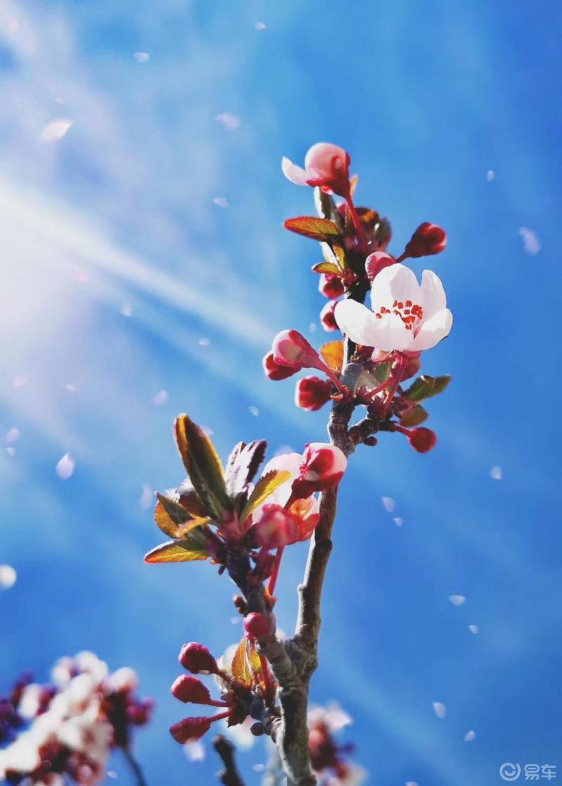 二月兰读后感_二月什么星座_二月二日