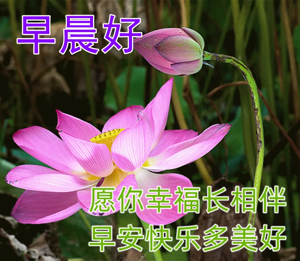齐娜图片_齐娜的娃娃_齐娜