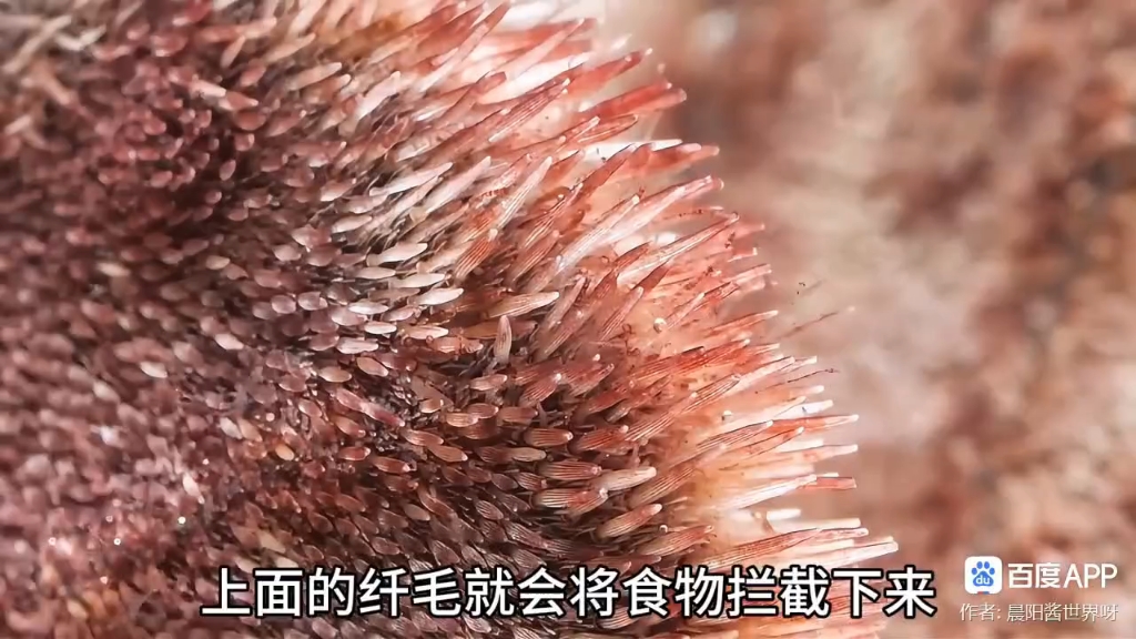小狐狸钱包添加中本聪测试币_狐狸钱包教程_狐狸钱包使用教程