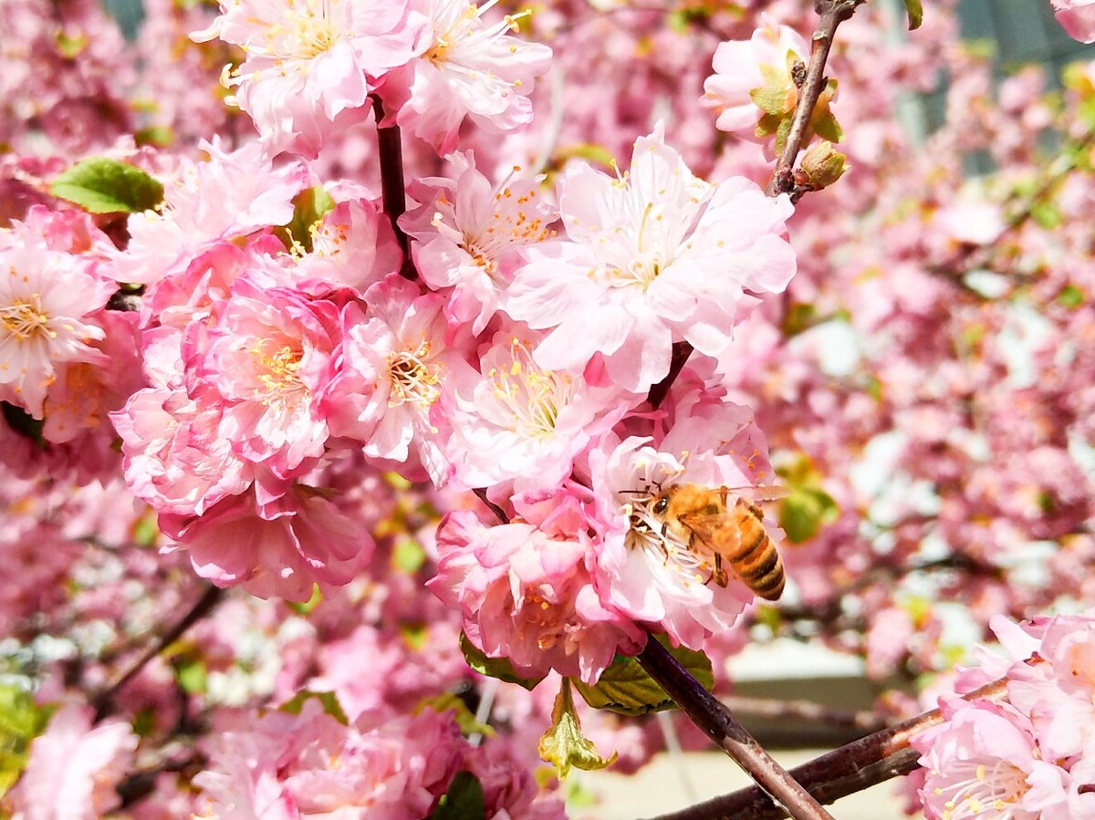 花楹是什么植物_花楹_花楹仙剑三