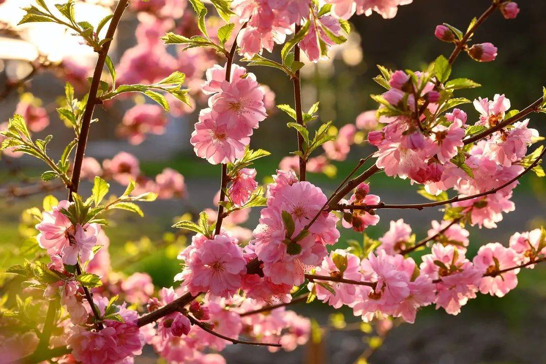 花楹_花楹是什么植物_花楹仙剑三