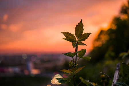 花楹_花楹是什么植物_花楹仙剑三