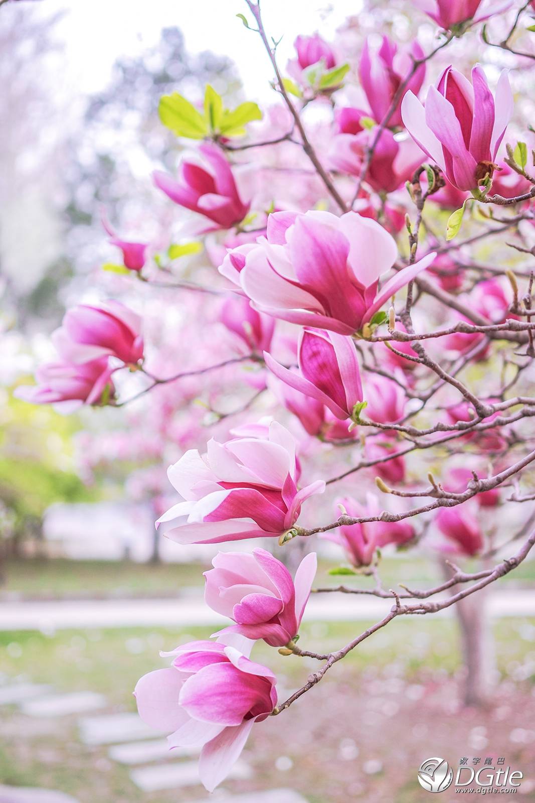花楹是什么植物_花楹_花楹仙剑三