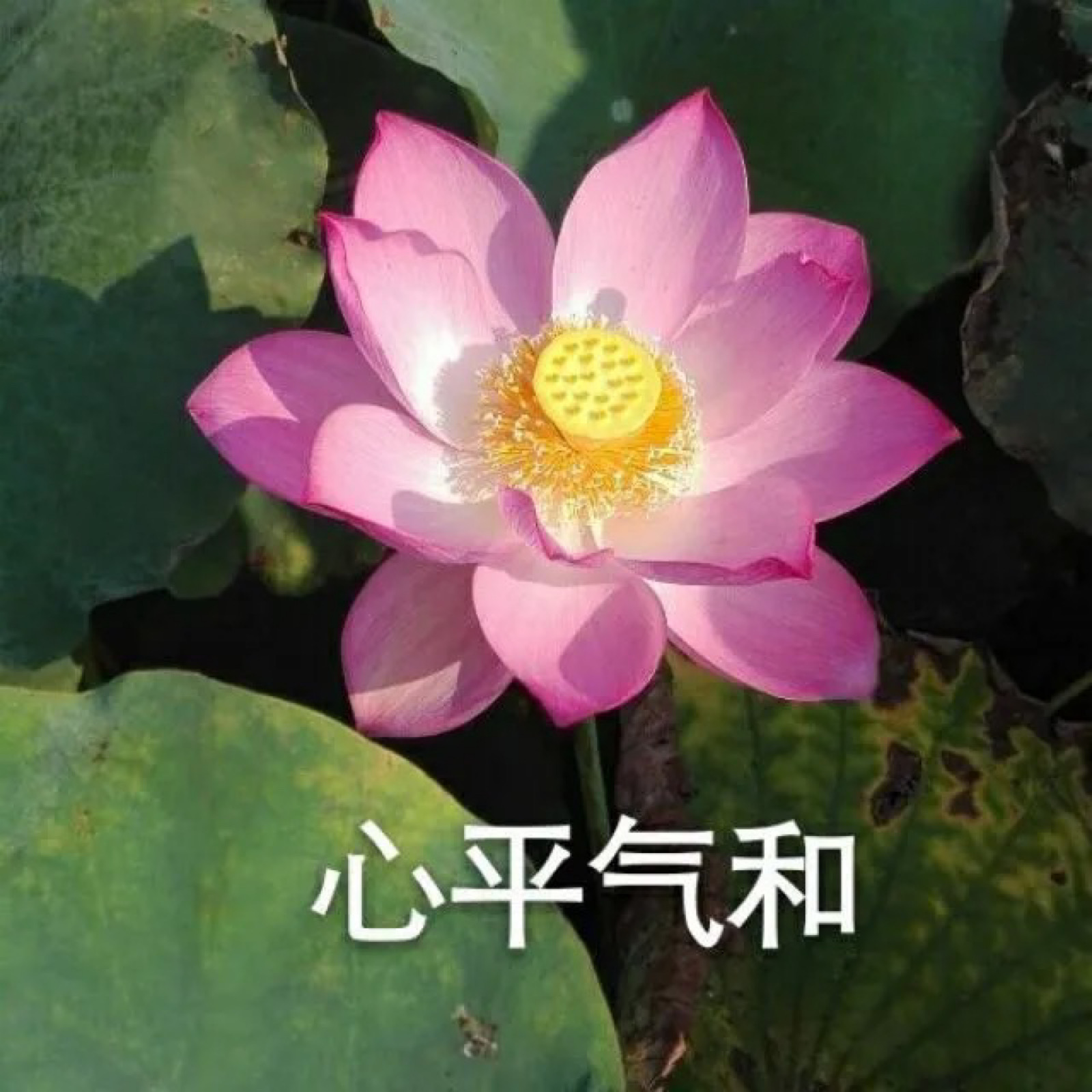 手机选天玑还是骁龙好_天玑好还是骁龙好_骁龙8gen2和骁龙888哪个好
