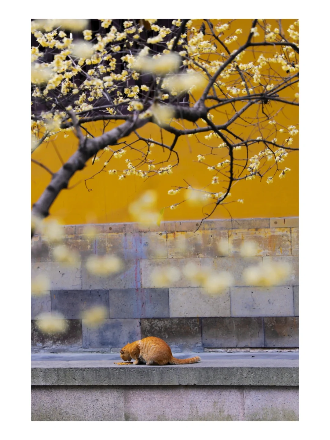 猫桃花源的动画片_桃花猫护肤品怎么样_猫与桃花源