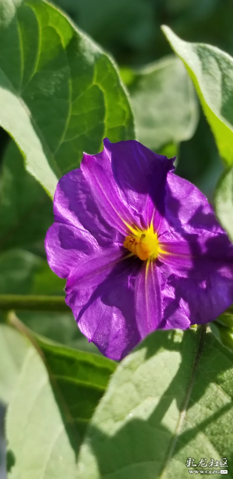 苹果手机种树的游戏_苹果手机植树游戏_植树小游戏