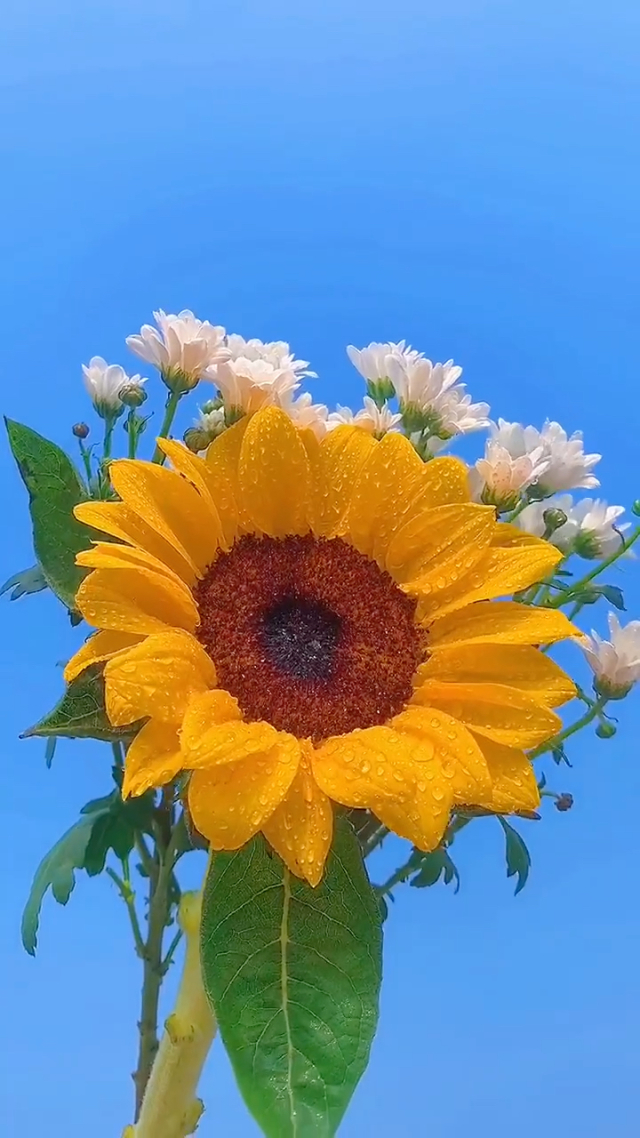 狐狸钱包api_狐狸钱包_小狐狸钱包质押挖矿