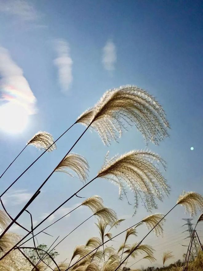罗莎琳_罗莎琳_罗莎琳