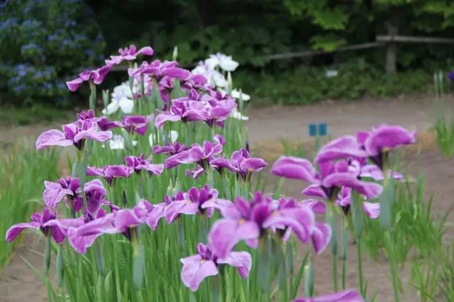 古手户绘梨花_古户绘梨花_梨花古画