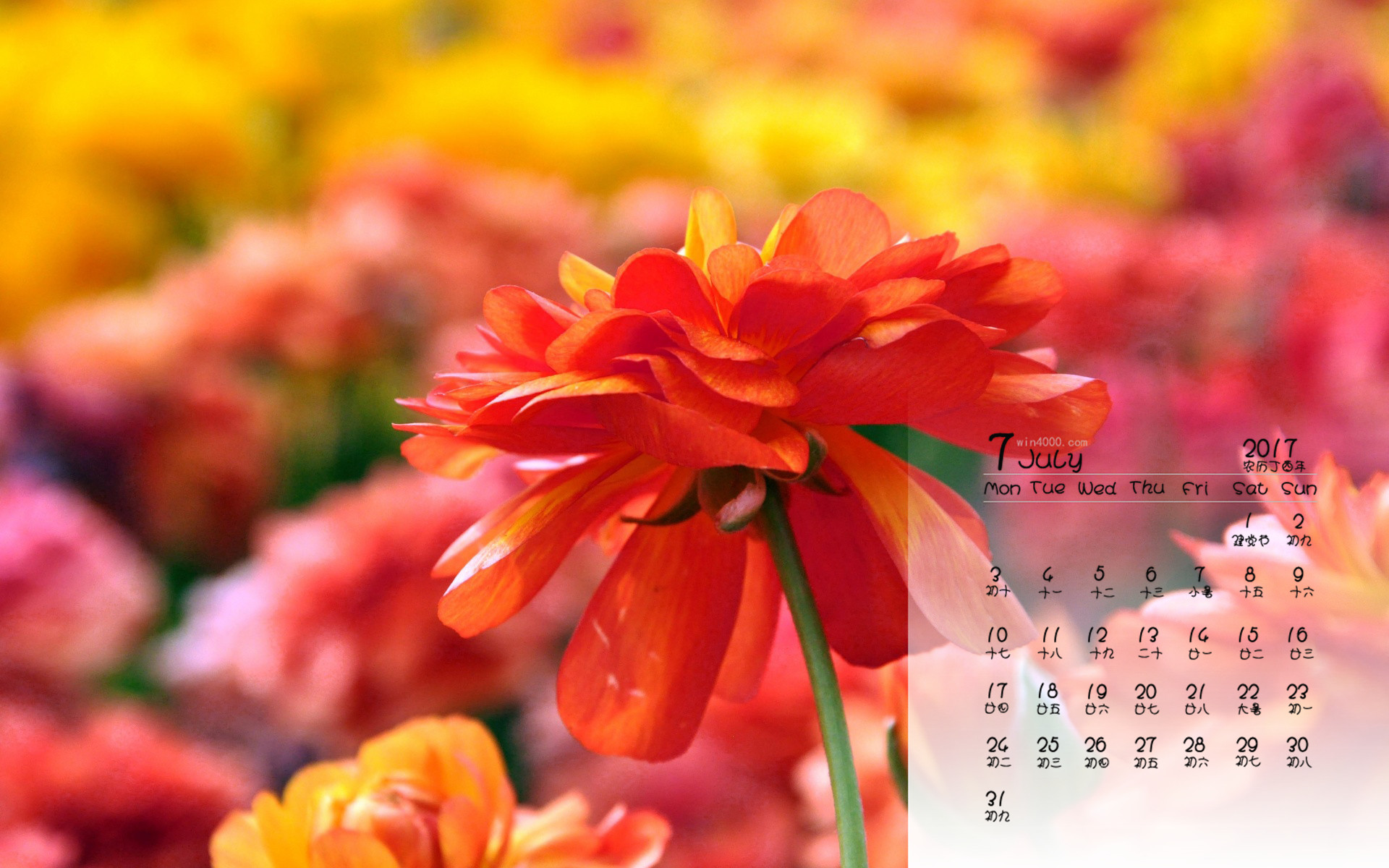 桌面月历app_6月日历桌面_日历显示月怎么设置