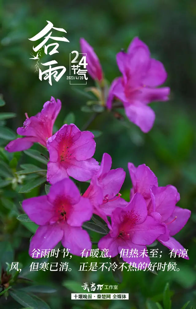 谷雨知时节_时节谷雨的在古时的叫法_谷雨时节