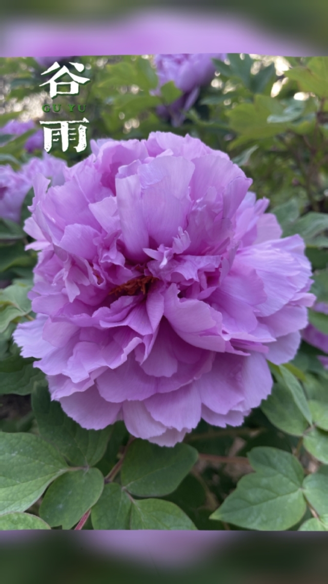 时节谷雨的在古时的叫法_谷雨时节_谷雨知时节