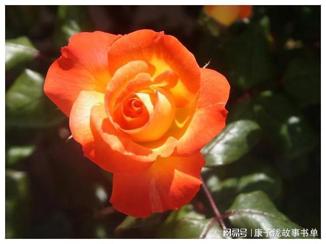 兰心大剧院在线电影_兰心大剧院电影院_兰心大剧院电影