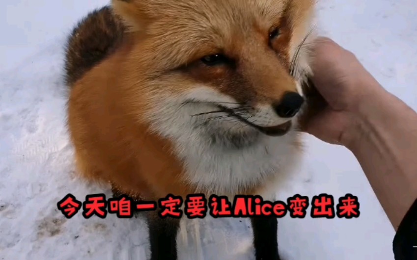 钱包app下载_怎么下载小狐狸钱包哔哩哔哩视频_狐狸钱包api