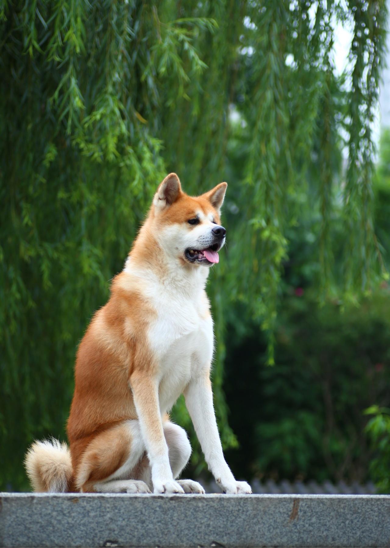 忠犬八公电影免费完整版-忠犬八公免费完整版观后感:忠诚与爱的十年等待 忠犬八公电影免费完整版-忠犬八公免费完整版观后感:忠诚与爱的十年等待